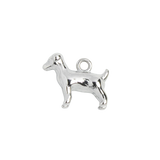 Silver Charm Terrier