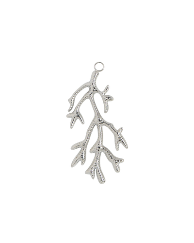 Silver Charm Cactus