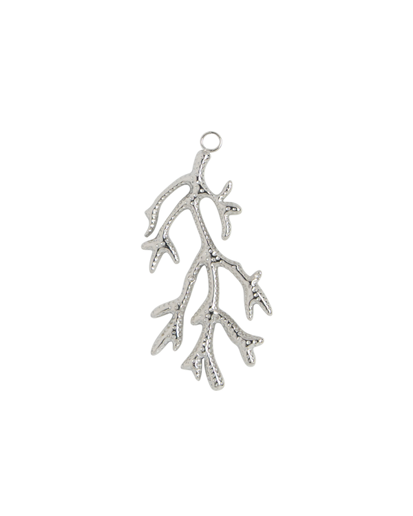Silver Charm Cactus